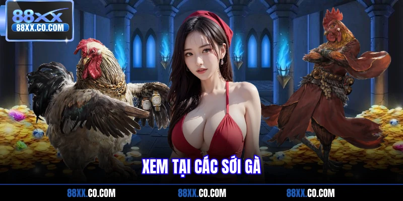 Xem tại các sới gà